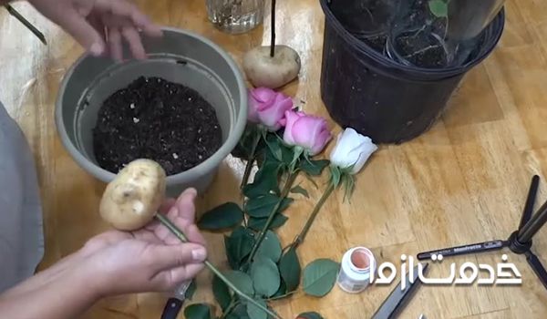 روش کاشت گل رز با سیب زمینی